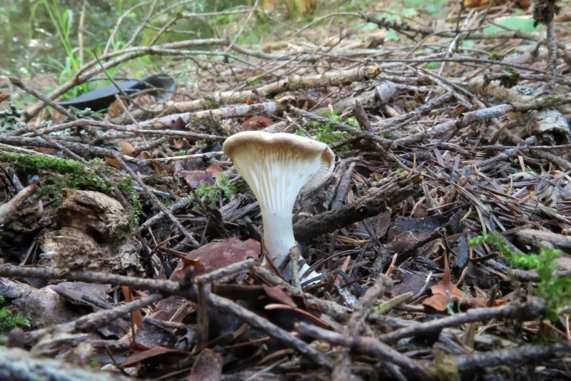 Ampulloclitocybe clavipes 1 - IMG_0734